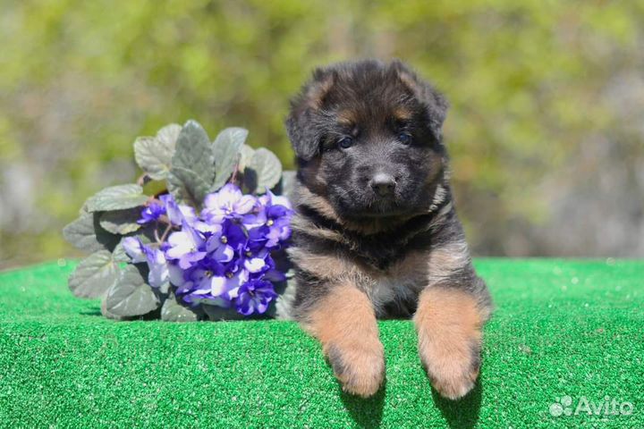 Щенки немецкой овчарки, суки