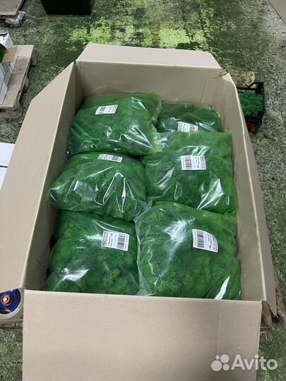 Стабилизированный мох для дизайна, 500г, цвет