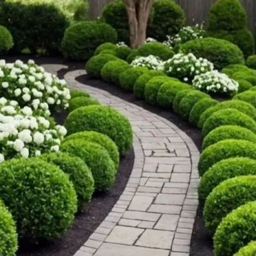 Туя Даника (Danica), 20+ см, в горшке 2л