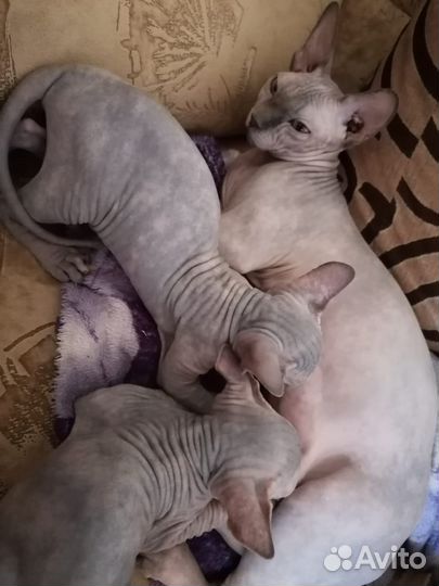 Канадский сфинкс