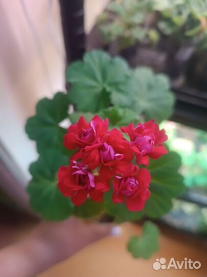 Пеларгония герань