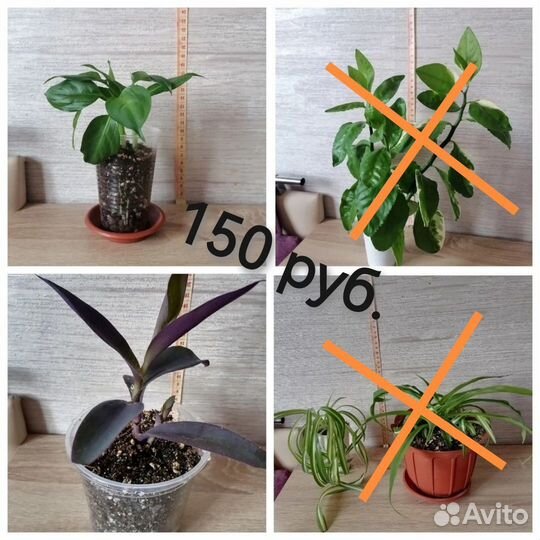 Комнатные цветы