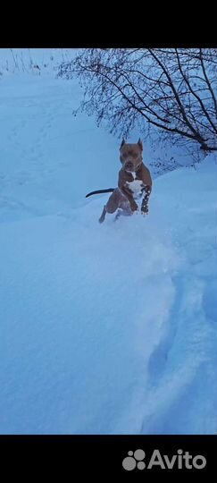 Pitbull случка