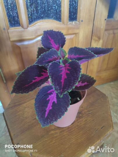 Колеус алиссон 