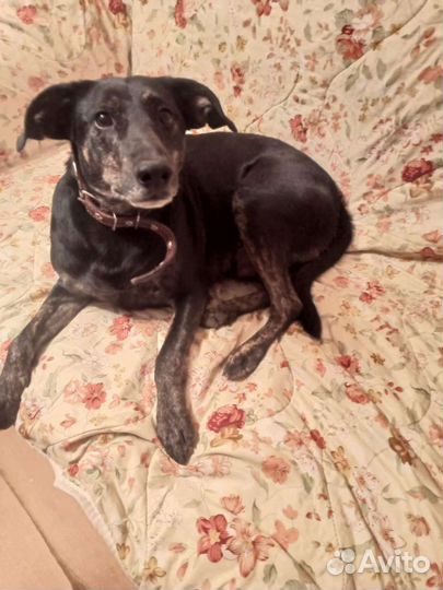 Собака Кузя