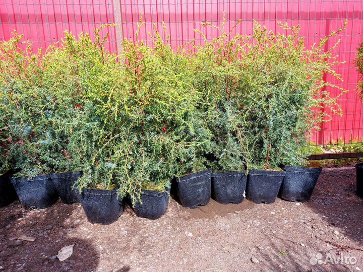 Можжевельник суецика