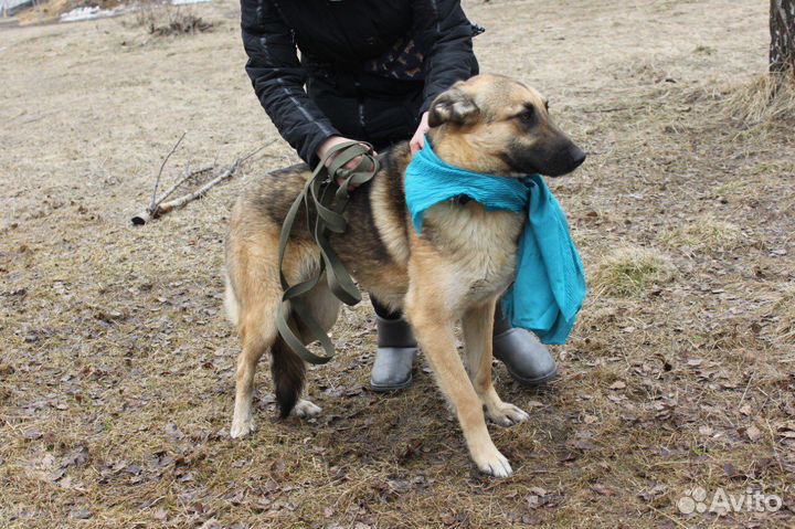 Собаки бесплатно