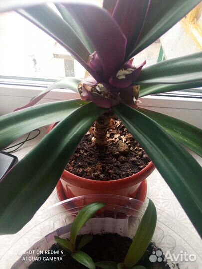 Комнатный цветок Рео