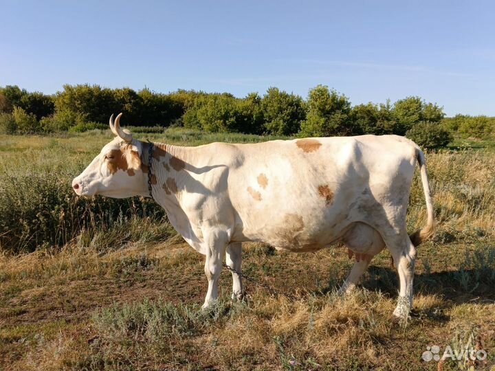 Корова дойная