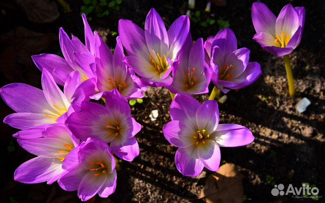 Безвременник