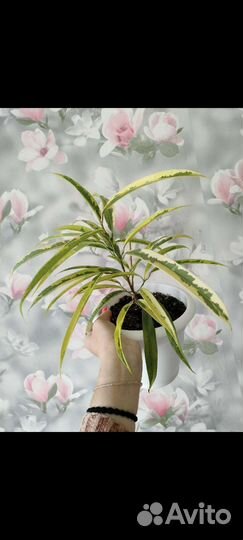 Фикус Али Амстел Грин Голд и фикус Али Биннендийка