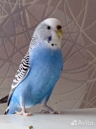 Самочка волнистик