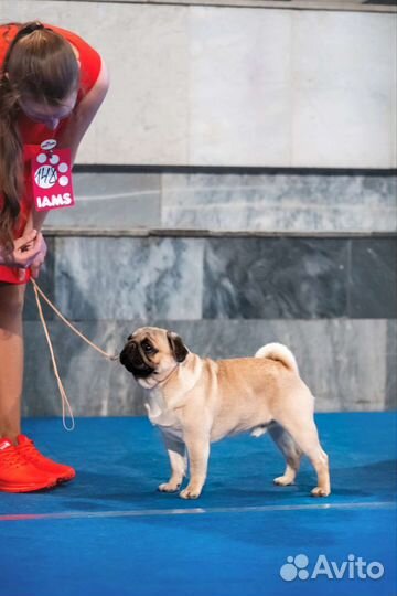 Мопс вязка мальчик