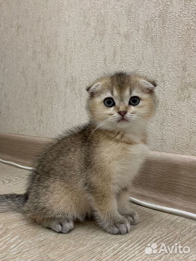 Британская золотая шиншилла