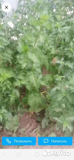 Мята садовая