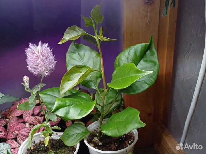 Бугенвиллея розовая