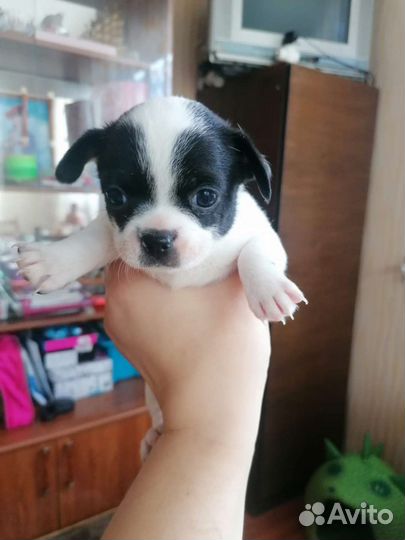 Крошки чихуахуа