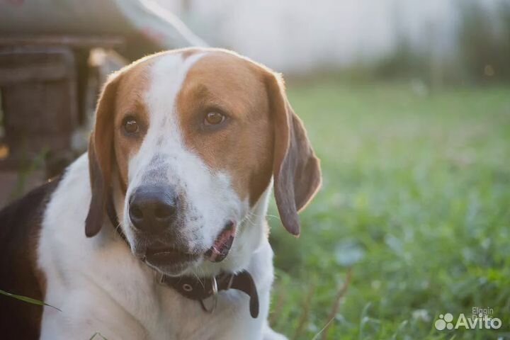 Гончие собаки