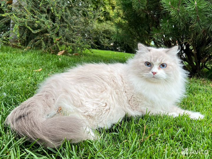 Булка Царь-Кошка в поисках семьи навсегда