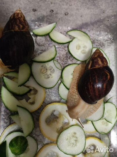 Улитки ахатины