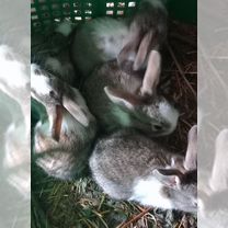 Крольчихи бабочки. Крольчихи с крольчатами, Советск