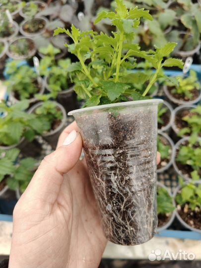 Немезия вегетативная