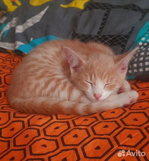 Передержка бездомных кошек