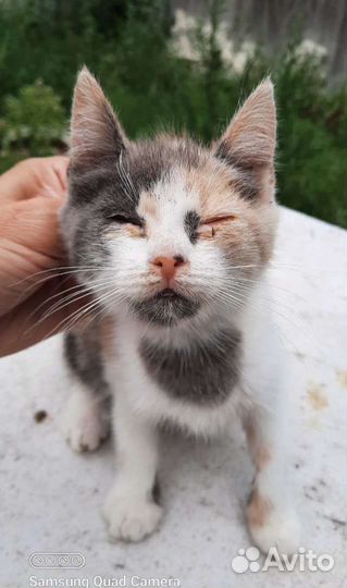 Котята-девчата в добрые руки