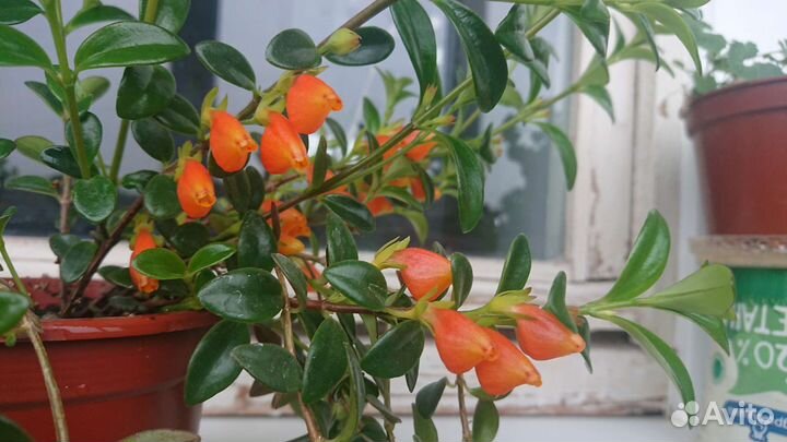 Гипоцирты, Колумнеи, Эсхинантусы