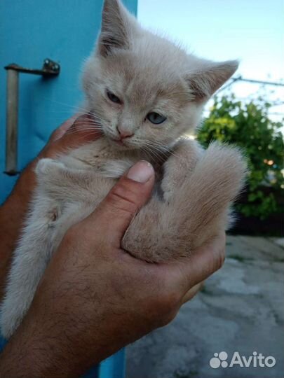 Котик в хорошие руки