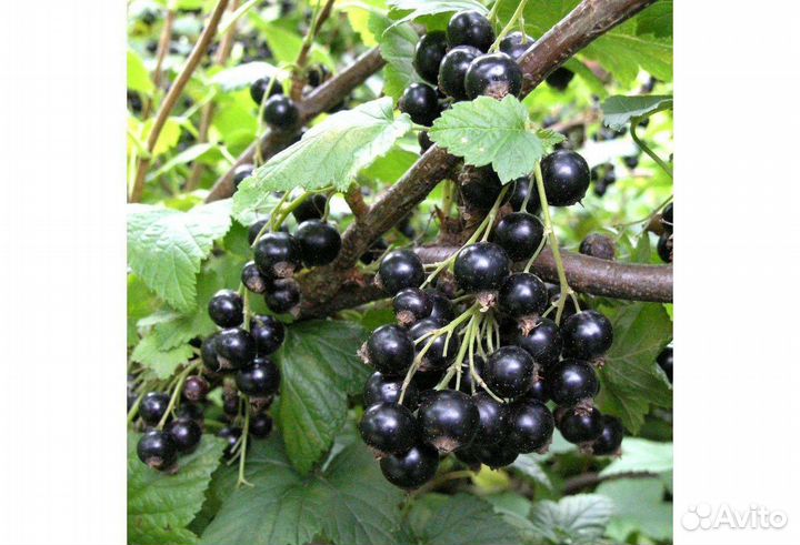 Черная смородина