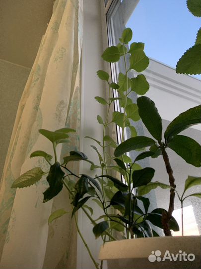 Домашняя мята