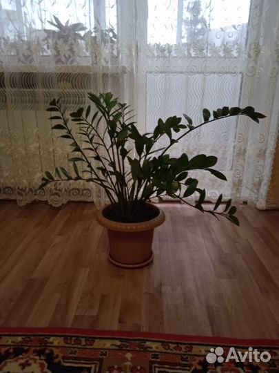 Замиокулькас долларовое дерево