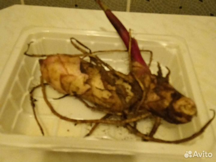 Клубни канны