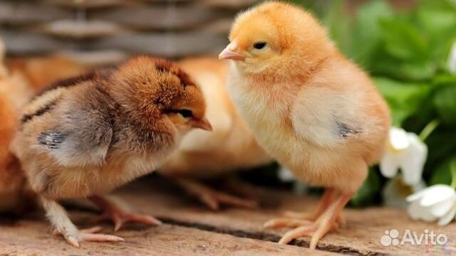 Цыплята
