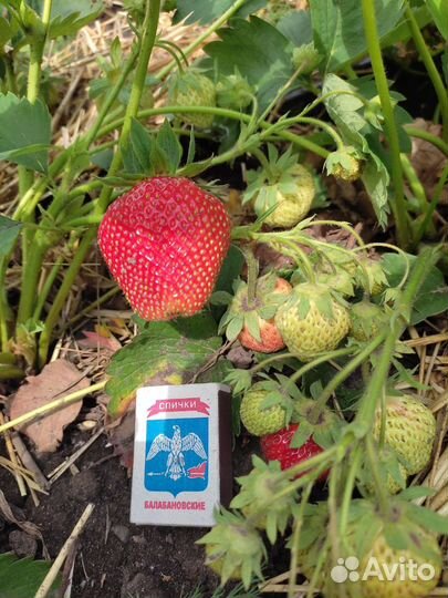 Саженцы клубники