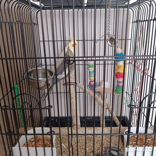 Попугаи Корелла с клеткой