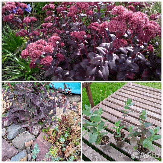 Цветы садовые, кустарники плодовые и декоративные