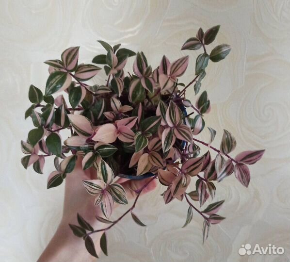 Традесканции.Часть 2