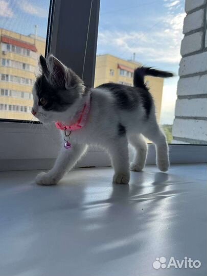 Кошка в дар