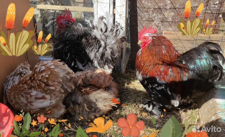 Инкуба-ное яйцо кохинхин, мехел. Кукушка, бентамки