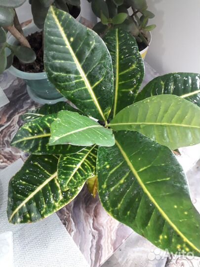 Спатифиллум,хойя,кротон