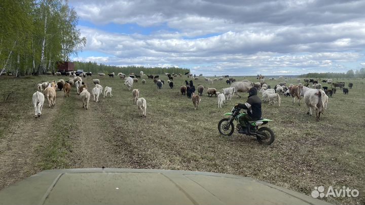 Продажа обмен крс