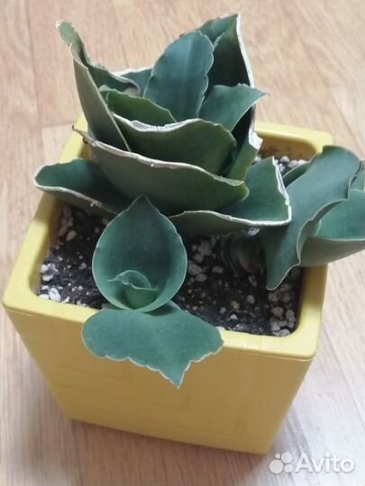 Комнатные растения 6