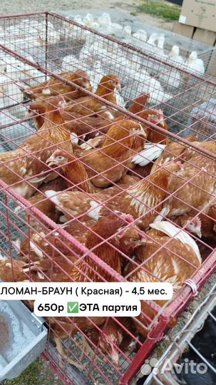 Куры несушки в наличии, соц контракт