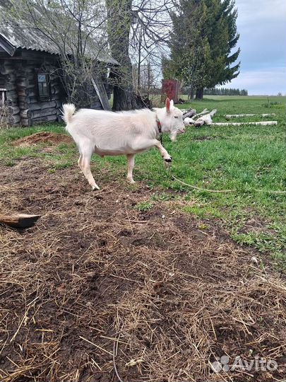 Козел зааненский, 7 месяцев