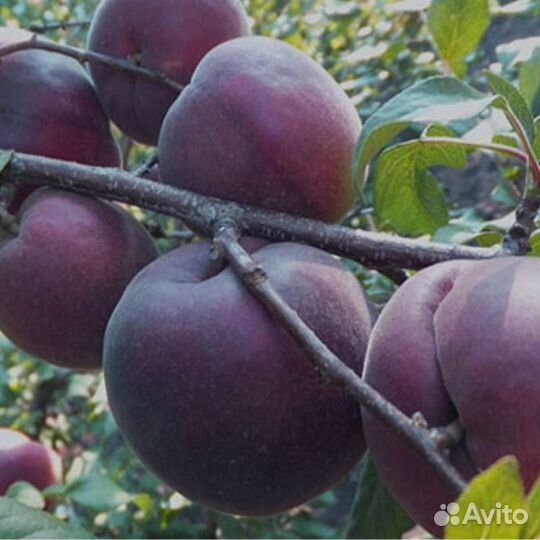 Саженцы персика чёрный принц