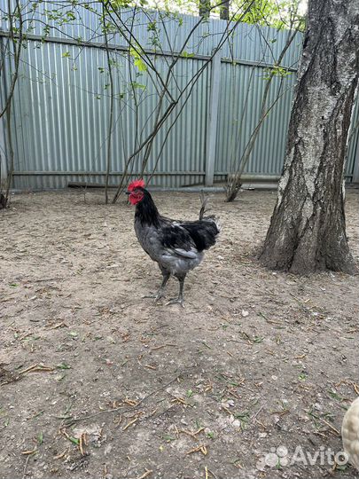 Петух голошейка, Аям Цемани, цыплята, утята