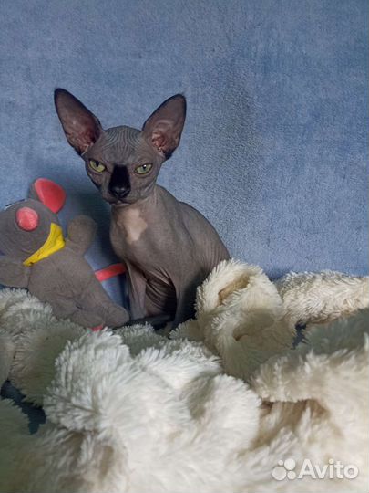 Канадский сфинкс