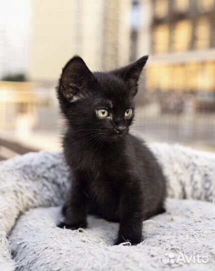 Замечательные котята ищут дом